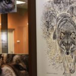 Государственный Дарвиновский музей: выставочный проект «Волки. Рождённые свободными»